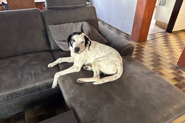 Ein weiß-scharzer Hund liegt auf einer grauen Couch.