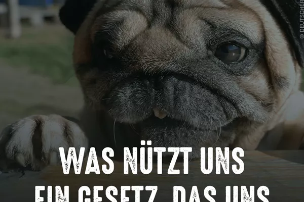 Flyer mit Kopf eines Mopses und Text