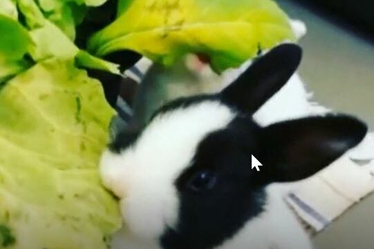 Kaninchen lieben Grünfutter