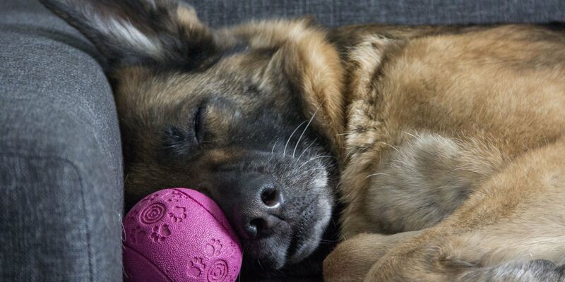 Ein Schäferhund liegt schlafen an die Lehne einer grauen Couch und eines pinkfarbenen kleinen Balles gekuschelt.