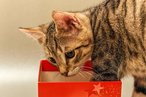 Eine grau-getigerte Katze greift mit einer Pfote in einen roten, mit Sternen bedruckten Karton.