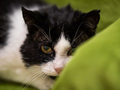 Ein schwarz-weißer Kater in ein grünes Deckchen gekuschelt.