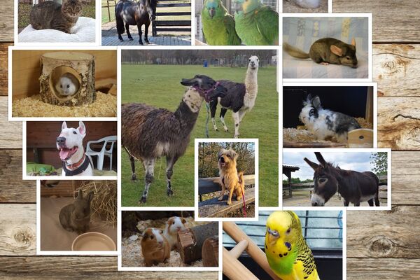 Eine Collage aus verschieden großen Fotos von Hunden, Katzen, Eseln, Vögeln und anderen Tieren.