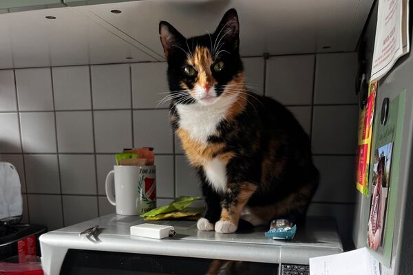 Zwei mehrfarbige Katzen sitzen auf der Arbeitsfläche einer Küche und auf einer Mikrowelle.