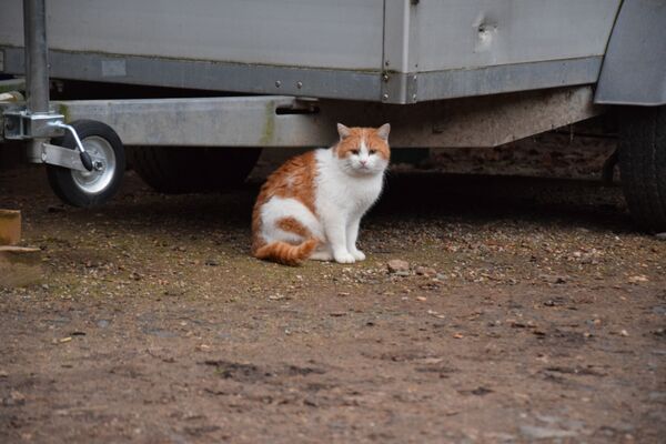Eine rot-weiße Katze sitzt auf unbefestigtem Boden vor einem unbenutzten PKW-Anhänger.