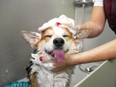 Ein Hund wird in der Badewanne eingeseift.