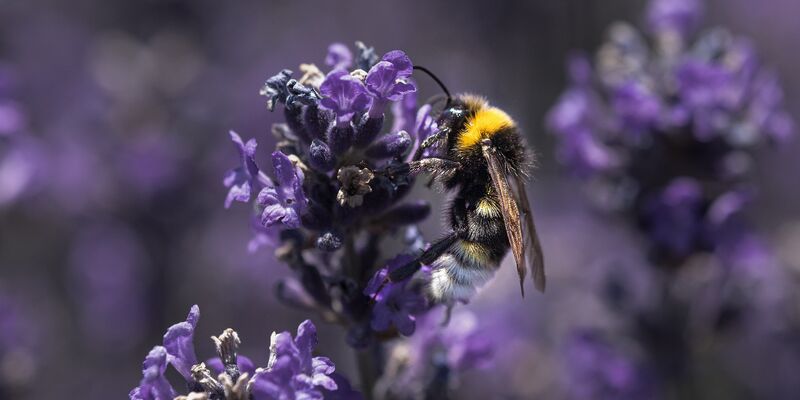 Eine Biene sitzt auf einer lilafarbenen Blüte.