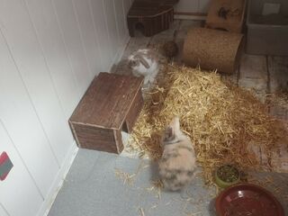 Zwei mehrfarbige Kaninchen sitzen friedlich in einem Innengehege, mit Spiel- und Versteckmöglichkeiten und einem kl. Haufen Stroh.