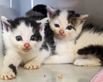 Zwei schwarz-weiße Kitten in einer Quarantäne Box.
