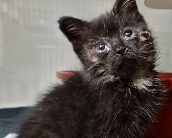 Schwarzes Kitten mit verletzten Augen.