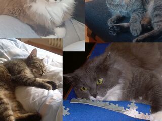 Fotokollage mit vier Bildern von Katzen.