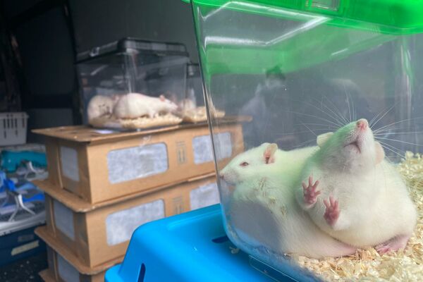 Weiße Ratten in transparenten Kunststoffboxen.