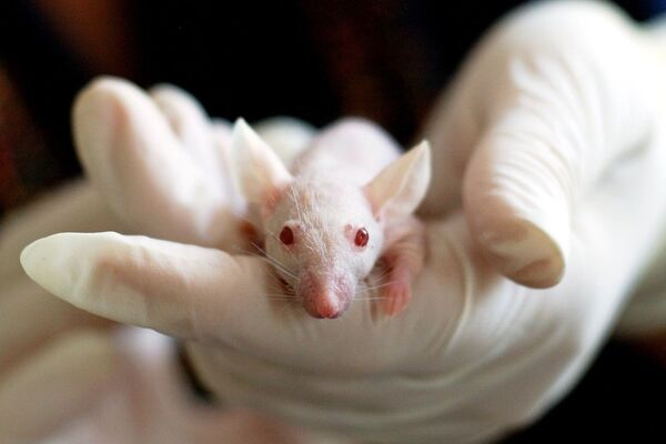 Häufig werden in Tierversuchen Mäuse eingesetzt