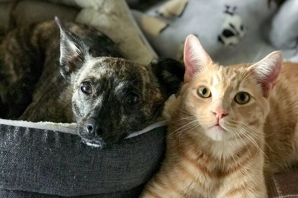 Katze und Hund einträchtig zusammen