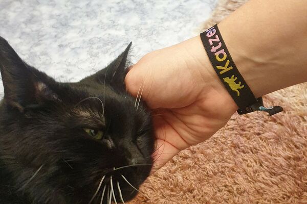 Eine schwarze Katze wird am Kopf gestreichelt. Am Hand des Menschen ein Stoffarmband mit dem Hashtag "#Katzenhelfen"