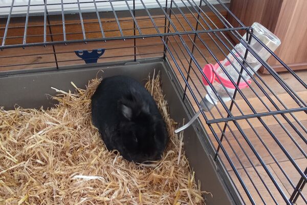 Ein schwarzes Kaninchen sitzt in einem mit Stroh ausgelegten Käfig.
