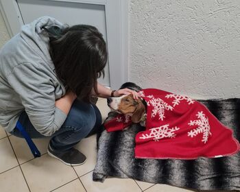 Hund Thor liegt auf einem Kissen, abgedeckt mit rot-weißer Kuscheldecke. Neben ihn kniet Tierheimleiterin Christina und streichelt ihn.