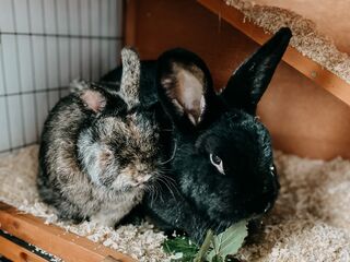 Die Kaninchen Nabuko und Luigi sitzen in ihrem Stall und knabbern Haselnussblätter.