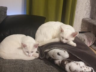 Zwei weiße Katzen liegen zusammengerollt auf einer grauen Couch mit verschiedenen Kissen. Hinten ein Kratzbaum.