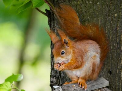Ein Eichhörnchen sitzt an einem Baumstamm angebrachten Holzkasten und knabbert an einer Nuss.