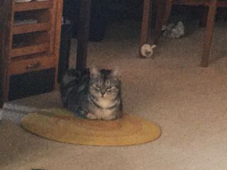 Eine grau getigerte Katze liegt auf einem kleinen, runden beigen Teppich.