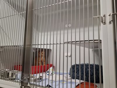 Eine große Quarantänebox aus hellem Kunststoff. Darin eine rot-getigerte Katze, Spielzeug, Wasser-, Fressnapf, Deckchen und Toilette.