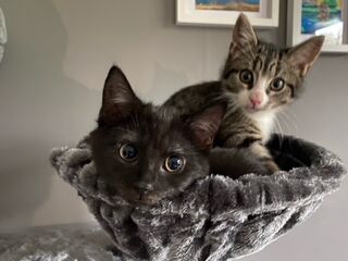 Zwei Kitten schauen neugierig aus einem kleinen grauen Fleece-Körbchen heraus.