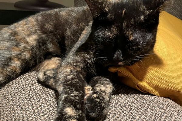Eine braun-gescheckte Katze liegt schlafen und mit ausgestreckten Vorderpfötchen auf einer grauen Couch, mit dem Kopf an ein gelbes Kissen gelehnt.