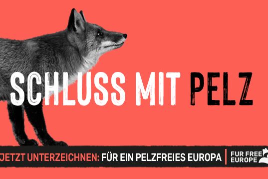 Ein Plakat mit Fuchs vor rosa Hintergrund und Text zur Kampagne.
