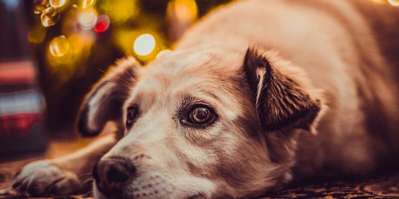 Ein beiger Hund  mit scheuem Blick liegt vor einer verschwommen sichtbaren bunten Lichterkette.