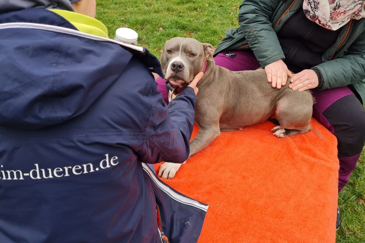 Ein brauner Hund liegt auf einer mit orangem Handtuch abgedeckten Holzunterlage. Eine Physiotherapeutin massiert ihn am hinteren Rücken während eine Tierpflegerin sein Halsband festhält.