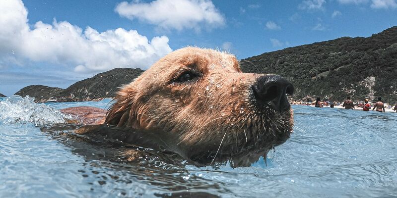 Nasser Kopf eines Hundes, der aus dem Wasser herausragt. Im Hintergrund ein Strand und Hügel.