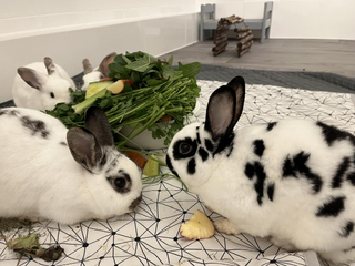 Zwei Kaninchen drinnen auf einer Decke, hinten ein weißes Näpfchen mit Grünfutter, Obst und Gemüse.