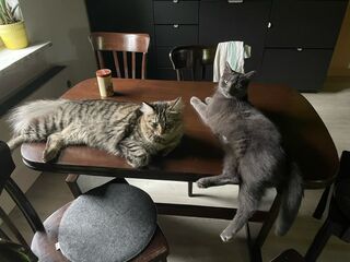 Zwei graue Katzen liegen auf einem dunkelbraunen Tisch