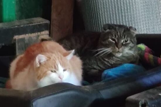 Eine rot-weiße und eine grau-getigerte Katze liegen in einem Schuppen in einem Katzenbett.