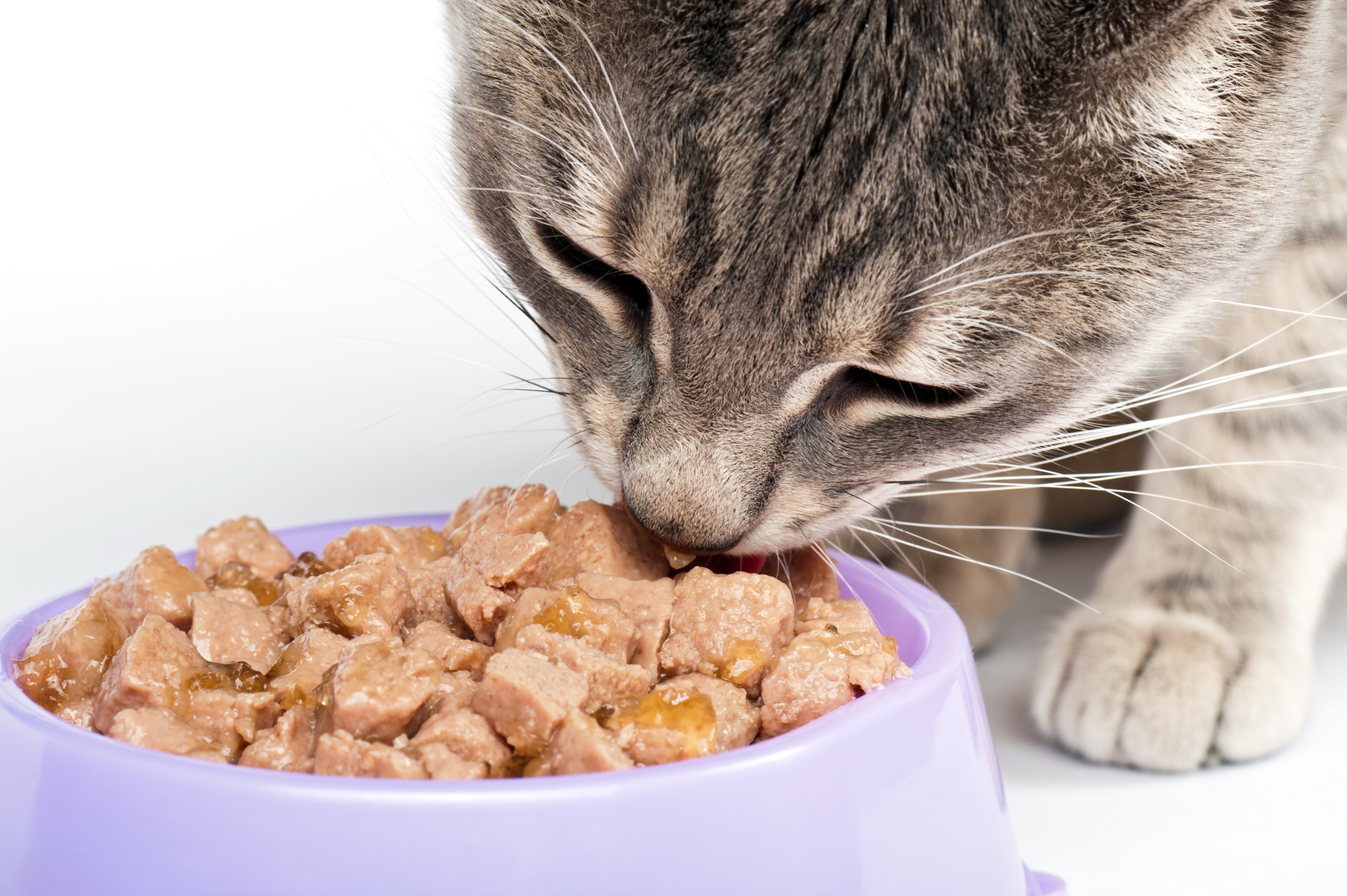 Можно ли кормить кота только сухим. Корм для кошек. Еда для кошек. Кошка кушает. Котик с едой.